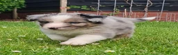 Australian Shepherd honden te koop: Australian Shepherd reutje met stamboom - Advertentie 5