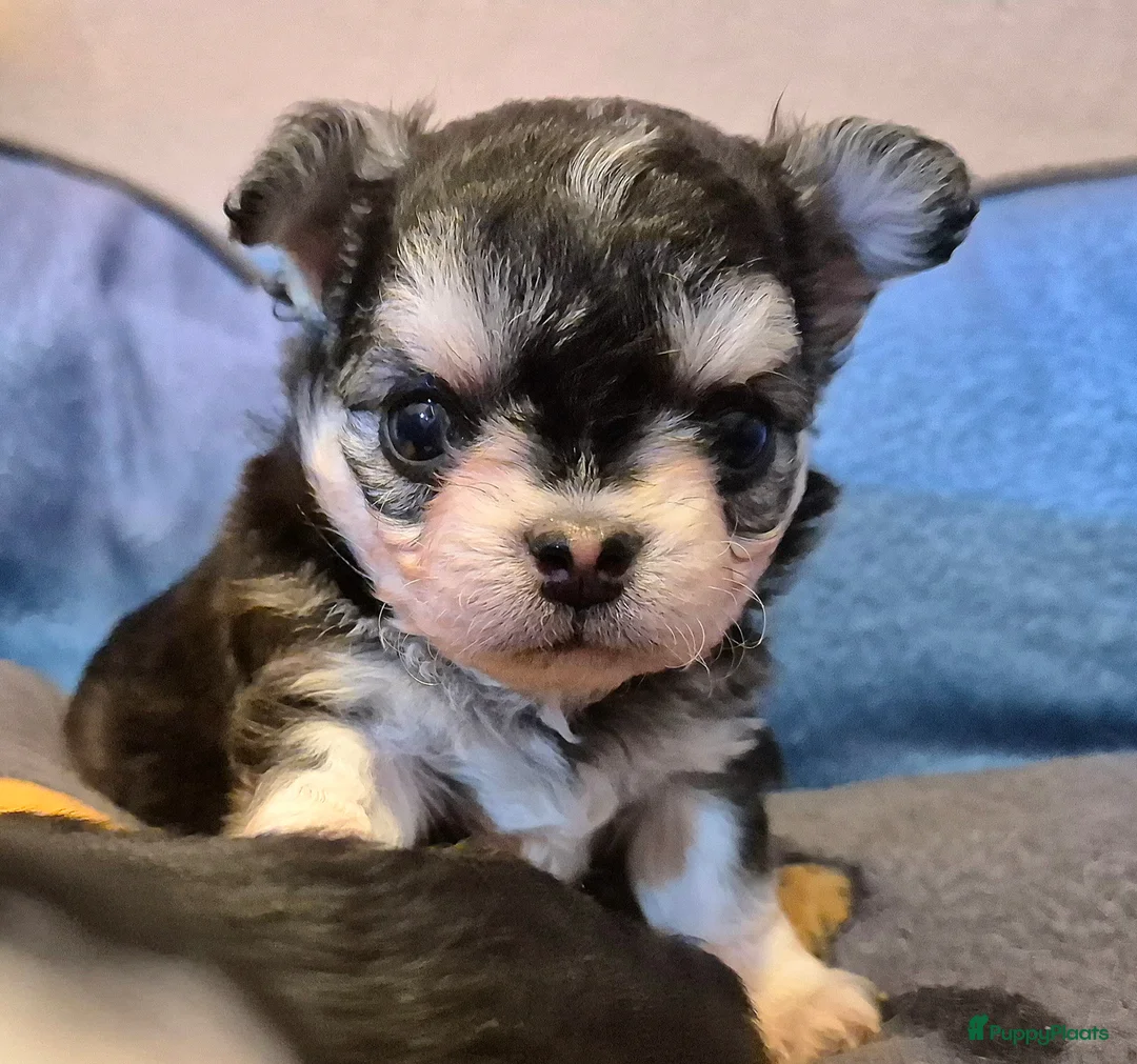 Chihuahua honden te koop: Prachtig black husky reutje  - Advertentie 3