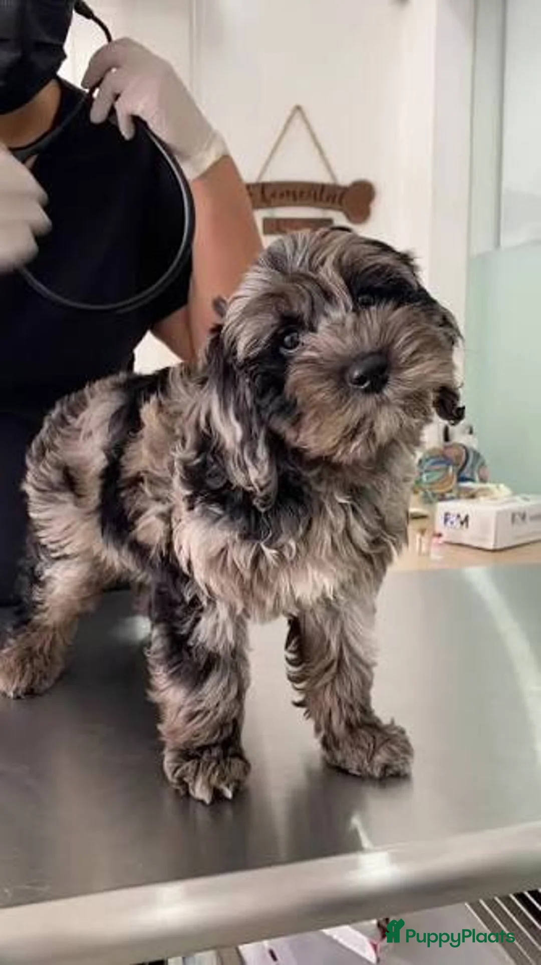 Cockapoo honden te koop: Puppy zoek een nieuw huis - Advertentie 5