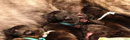 Hollandse Herder honden te koop: Hollandse Herder korthaar in Erp - Advertentie 4