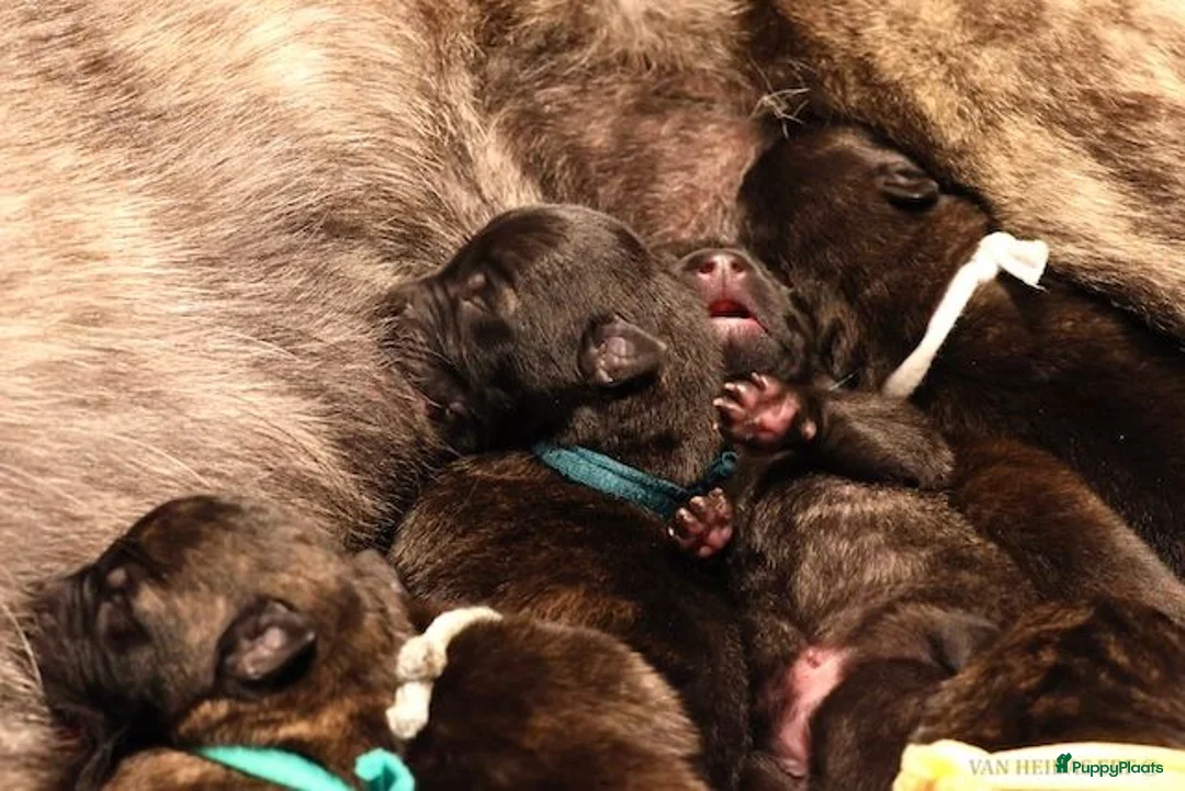 Hollandse Herder honden te koop: Hollandse Herder korthaar in Erp - Advertentie 4
