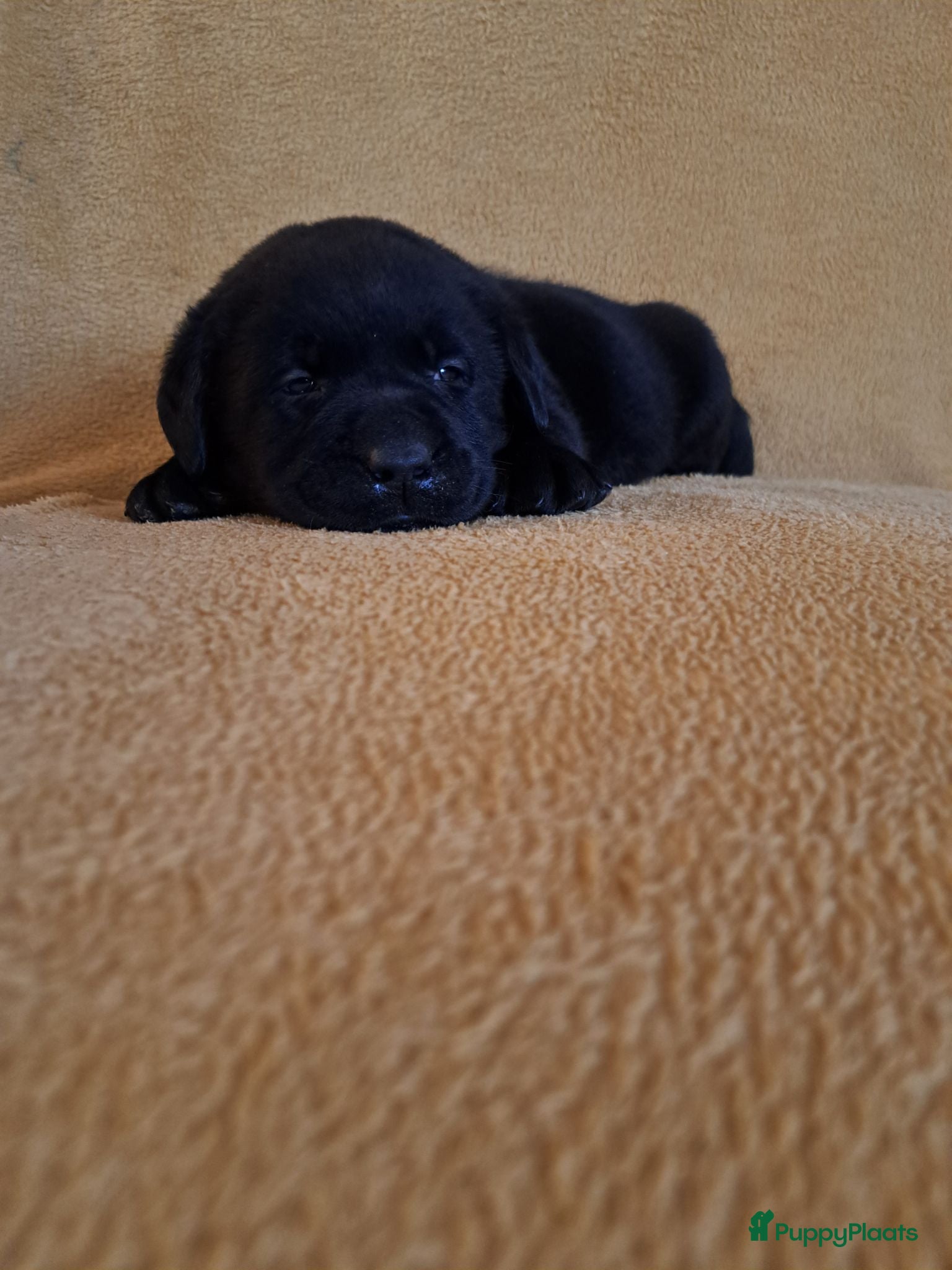 Labrador Retriever honden Raszuivere zwarte labradorpups - Advertentie 2