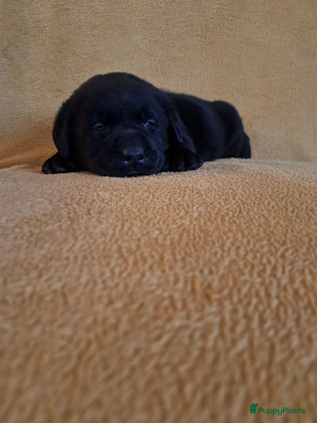 Labrador Retriever honden te koop: Raszuivere zwarte labradorpups - Advertentie 2