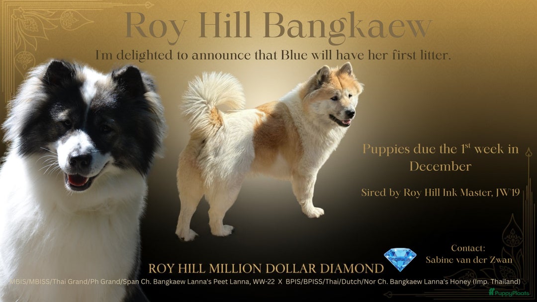 Thai Bangkaew Dog honden te koop: Thai Bangkaew Puppies - Advertentie 1