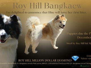 Thai Bangkaew Dog honden te koop: Thai Bangkaew Puppies - Advertentie 1