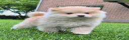 Kruising honden te koop: Pomsky x shiba inu (1/4) pups - Advertentie 9