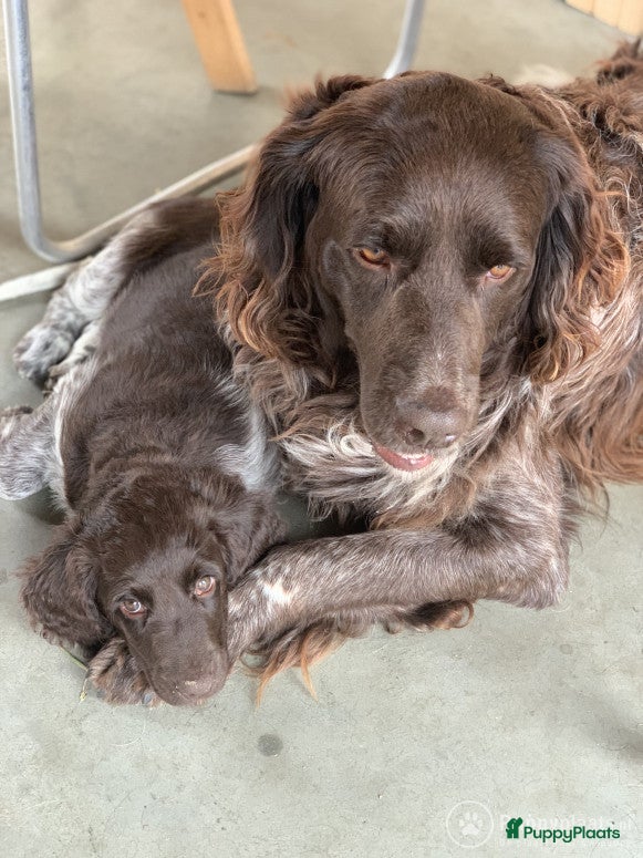 Heidewachtel honden Heidewachtel dekreu met stamboom  in Berg en Terblijt - Advertentie 1