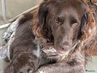 Heidewachtel honden Heidewachtel dekreu met stamboom in Berg en Terblijt - Advertentie 8