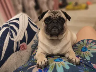 Mopshond honden Puppy's van het ras mopshond zoeken een thuis - Advertentie 4