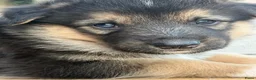 Kruising honden te koop: Gerberian shepsky’s pups - Advertentie 30