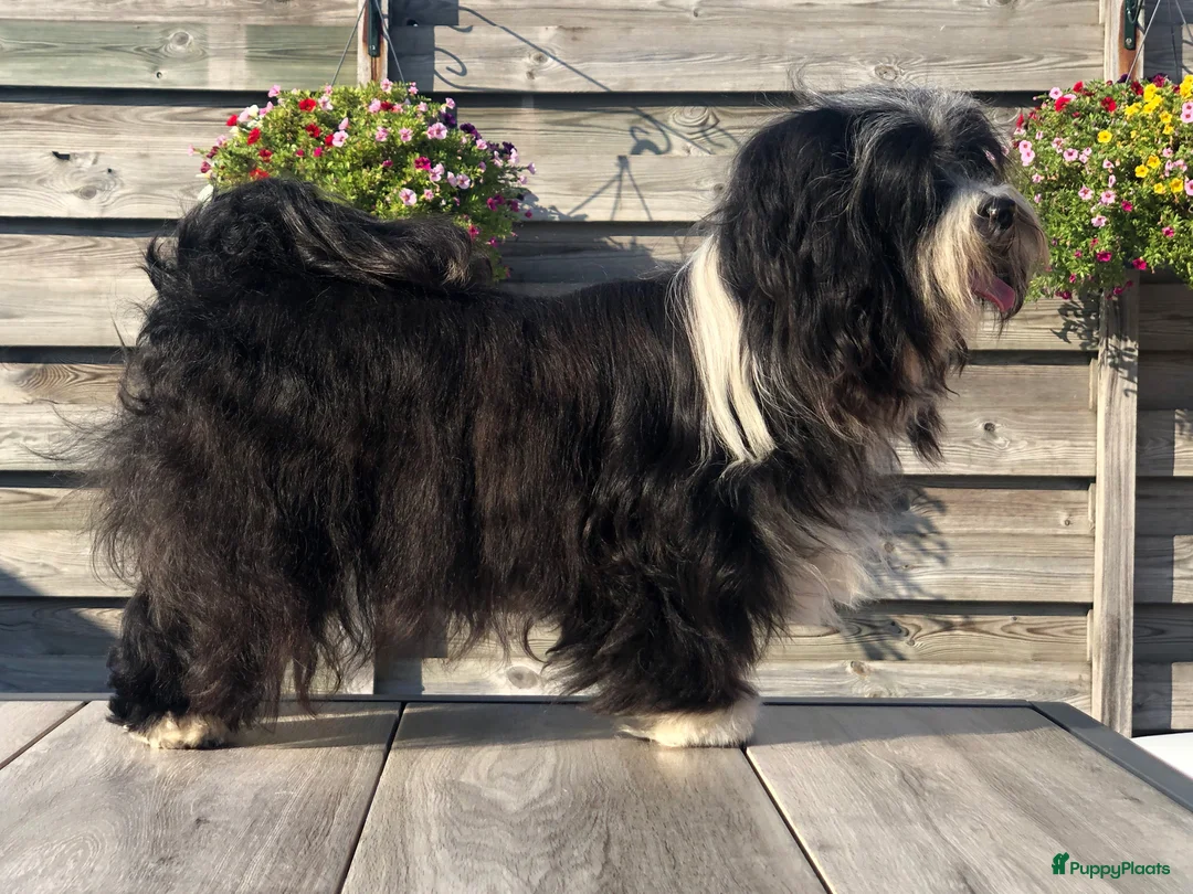 Havanezer honden te koop: Prachtige Havanezer pups verwacht - Advertentie 2