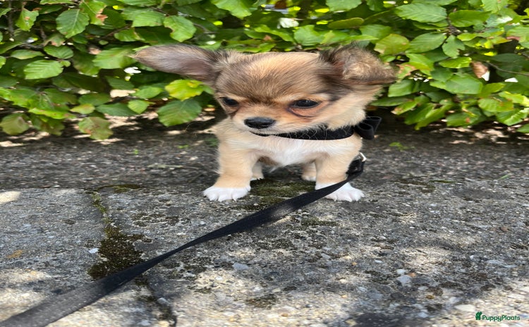 Chihuahua honden - Advertentie 5