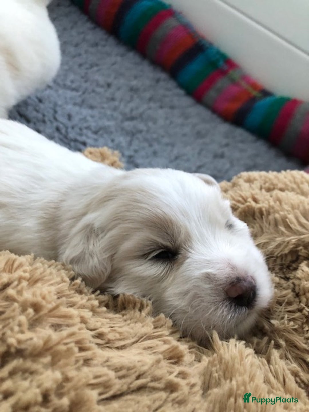 Coton De Tuléar honden te koop: Coton de Tulear pups  - Advertentie 9