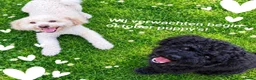 Maltipoo honden te koop: Maltipoo pups  - Advertentie 5
