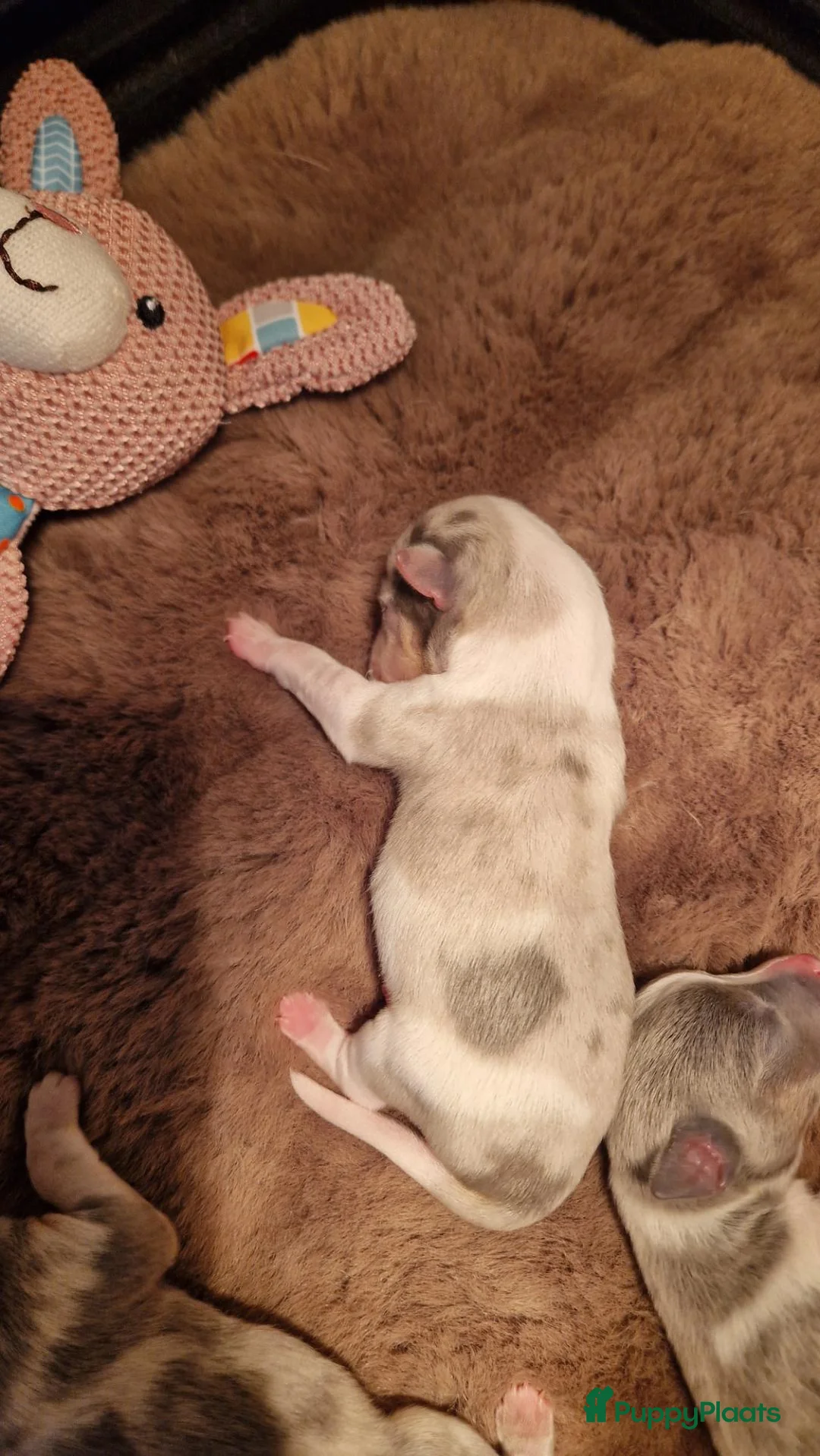 Jack Russel Terriër honden te koop: Blue en silvermerle jackrussell pups - Advertentie 2
