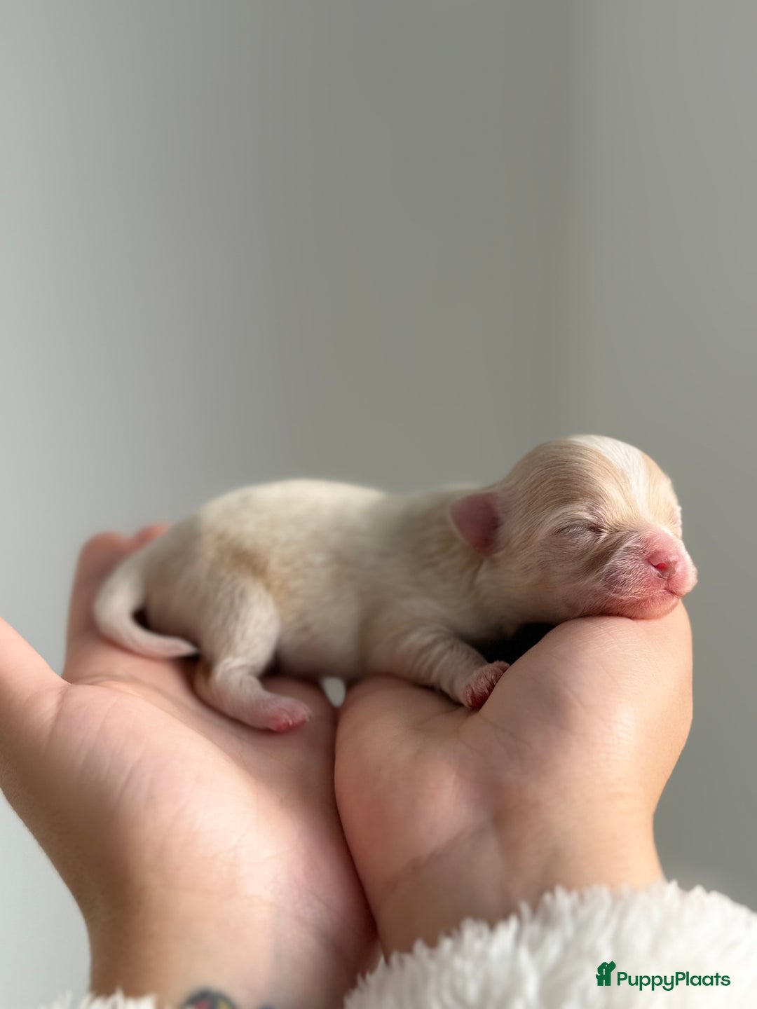 Chihuahua honden te koop: Chihuahuas pups - Advertentie 8