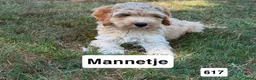 Cockapoo honden te koop: Amerikaanse Cockapoo pups - Advertentie 6