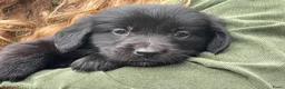 Goldador honden te koop: Golden retriever pups in Swifterbant - Advertentie 13