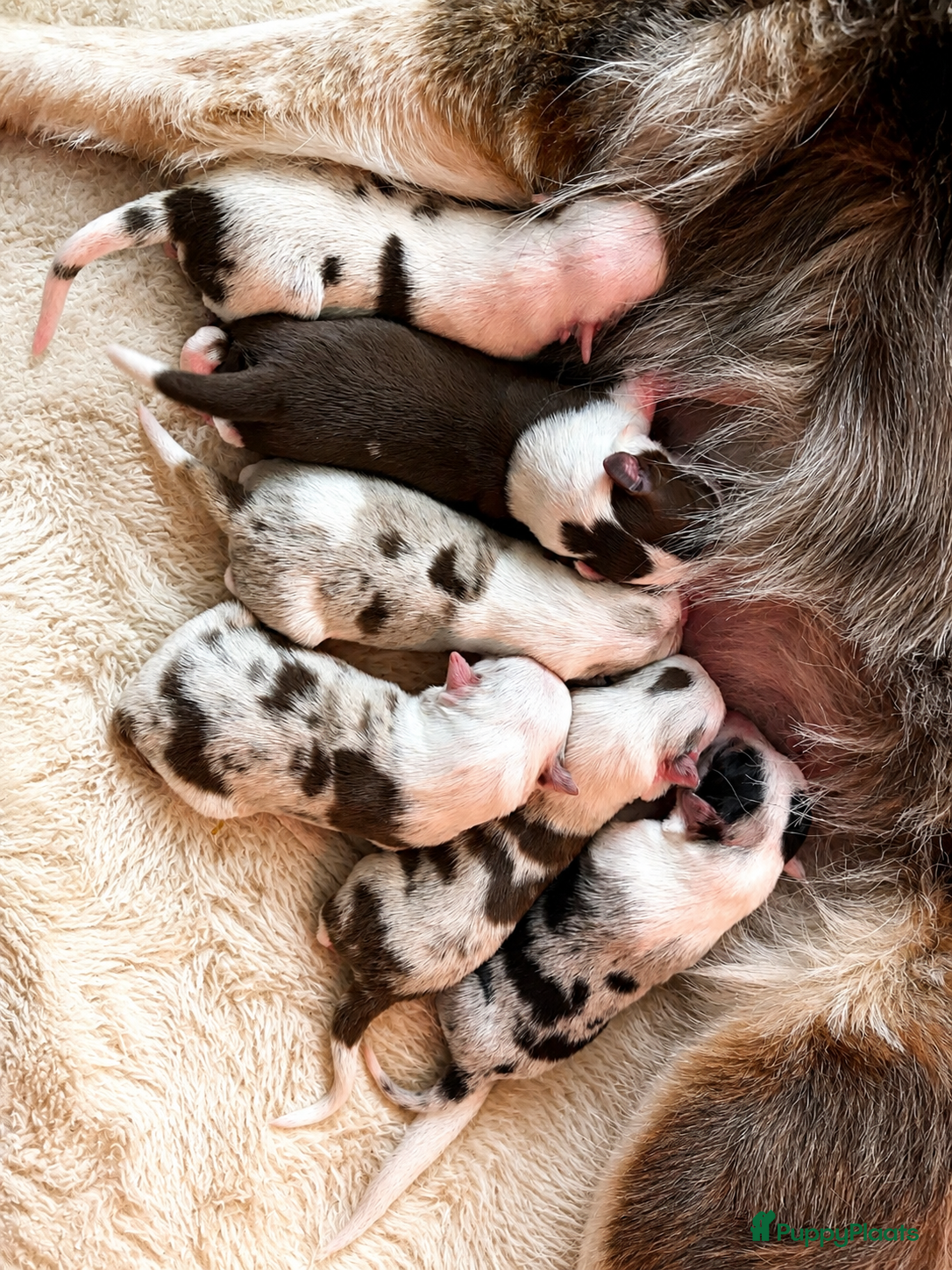 Border Collie honden Prachtige border collie pups - Advertentie 1