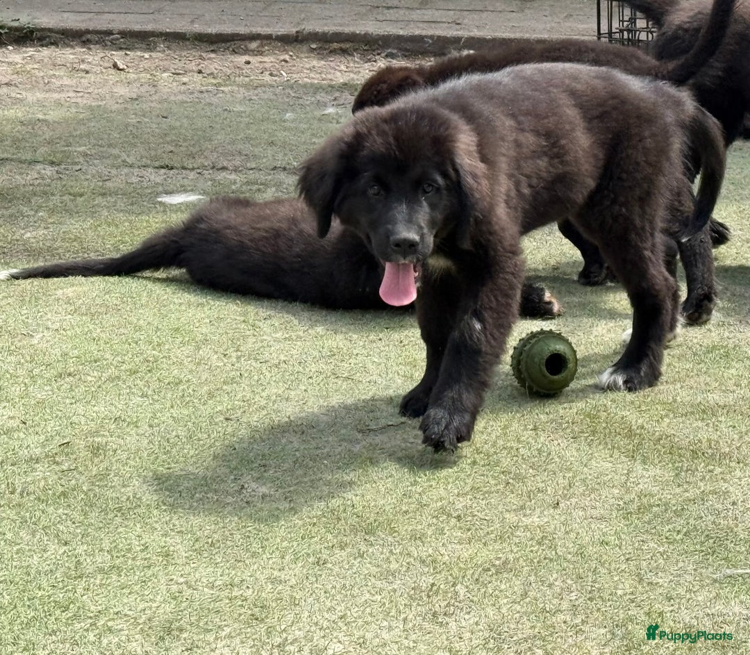 Kruising honden te koop: Newfoundlander Kruising pups  - Afbeelding 22