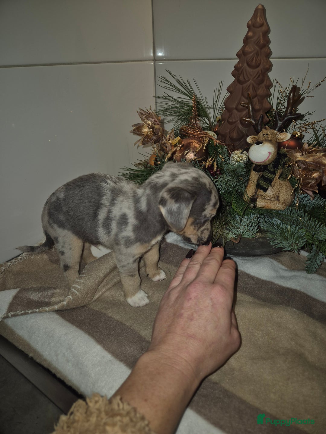 Jack Russel Terriër honden te koop: Nog 2 silver merle.reutjes uit een nestje van 6 ! - Advertentie 4