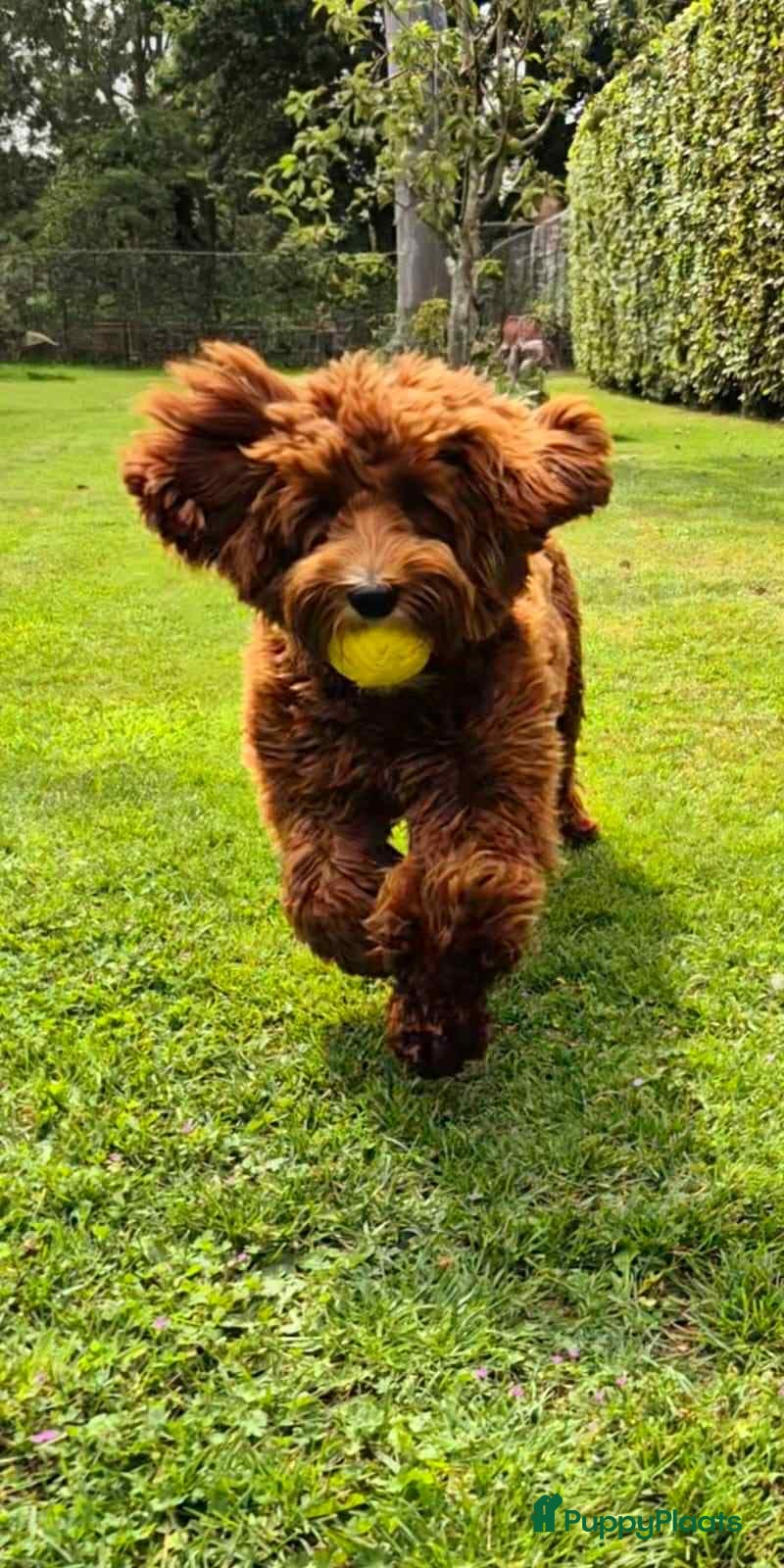 Australian Labradoodle honden ter dekking: Prachtige Dekreu  - Advertentie 3