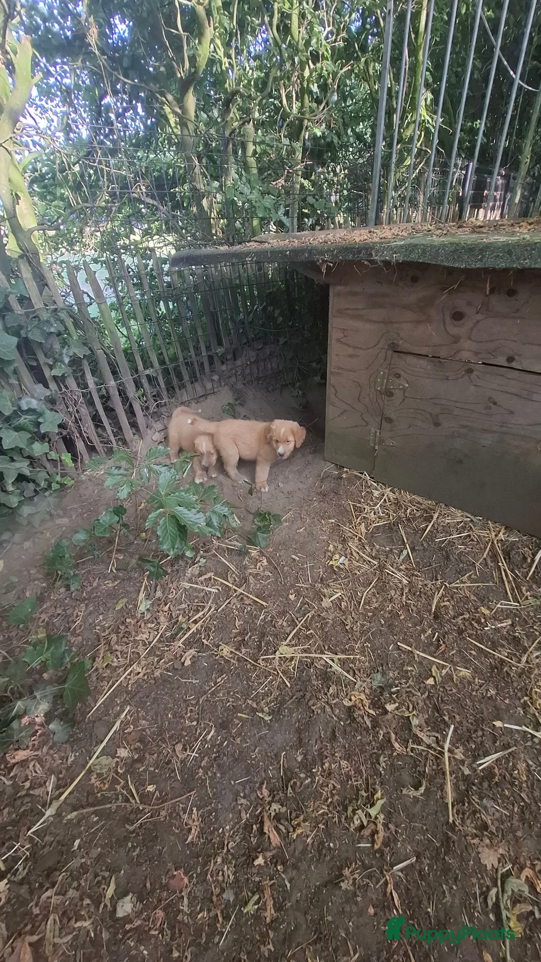 Nova Scotia Duck Tolling Retriever honden te koop: Toller pups, beide ouders zijn aanwezig - Advertentie 2