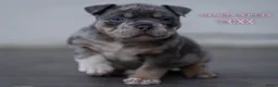 Amerikaanse Bully honden te koop: American Bully pocket pups verwacht  - Advertentie 21