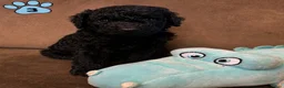 Poedel honden te koop: Koningspoedel grote poedel pups MOGEN NU WEG - Advertentie 18
