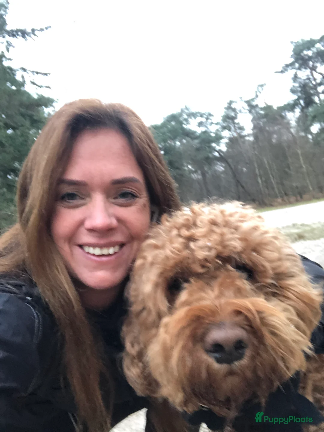 Labradoodle honden ter dekking: KNAPPE AUSTRALIAN LABRADOODLE DEKREU in Breda - Advertentie 12