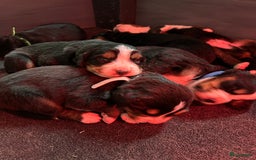 Kruising honden te koop: Berner Sennen x Zwitserse Sennen pups - Afbeelding 17