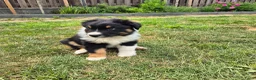 Australian Shepherd honden te koop: Nog 2 australian shepherd reutjes zoeken een thuis - Advertentie 15