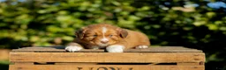 Kruising honden te koop: Gesocialiseerde Australian Shepherd x Toller pups - Advertentie 7