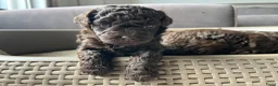 Maltipoo honden te koop: Chocolade bruine maltipoo/toypoeder puppy’s - Advertentie 4