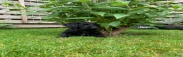 Kruising honden te koop: Nog twee zwarte labradoodle pups - Advertentie 8