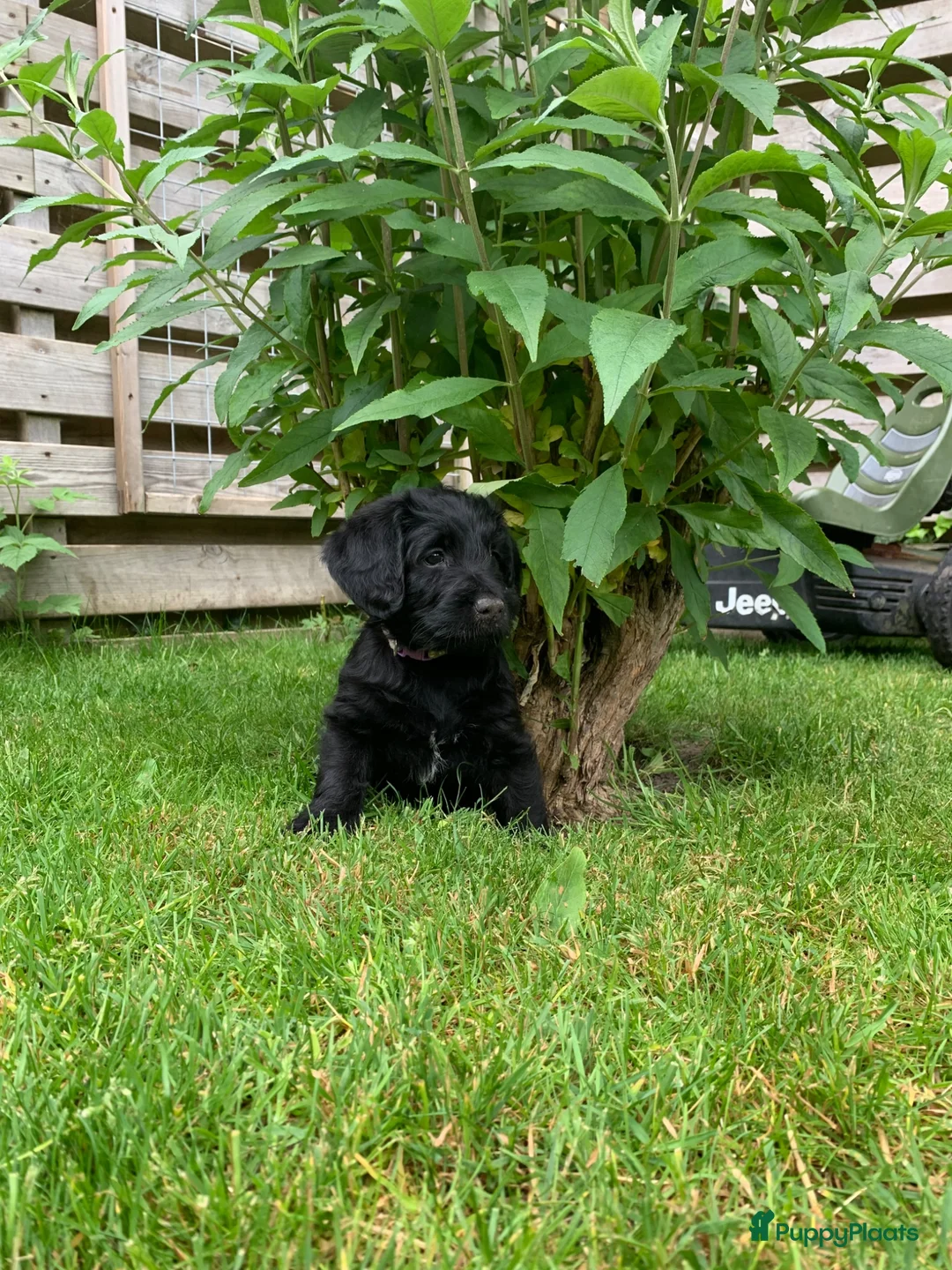 Kruising honden te koop: Nog twee zwarte labradoodle pups - Advertentie 8