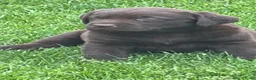 Labrador Retriever honden te koop: labrador pup bruin (reutje) Pup Blond(teefje) - Advertentie 9