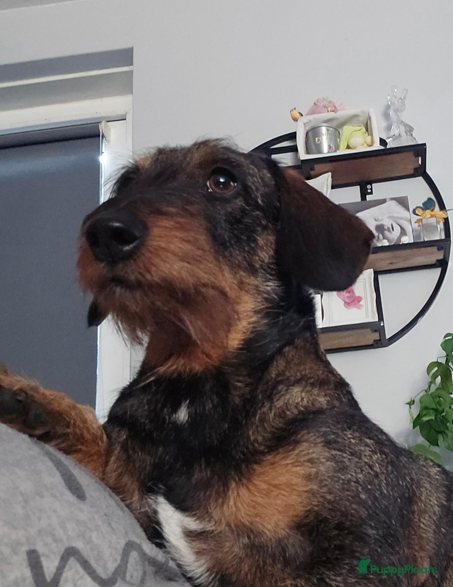 Ruwhaar Teckel honden Mooie gezonde standaard ruwhaar pups - Advertentie 1