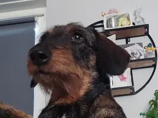 Ruwhaar Teckel honden Mooie gezonde standaard ruwhaar pups - Advertentie 1