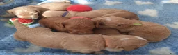 Australian Labradoodle honden te koop: Australian Labradoodle pups WALA stamboom  - Advertentie 7