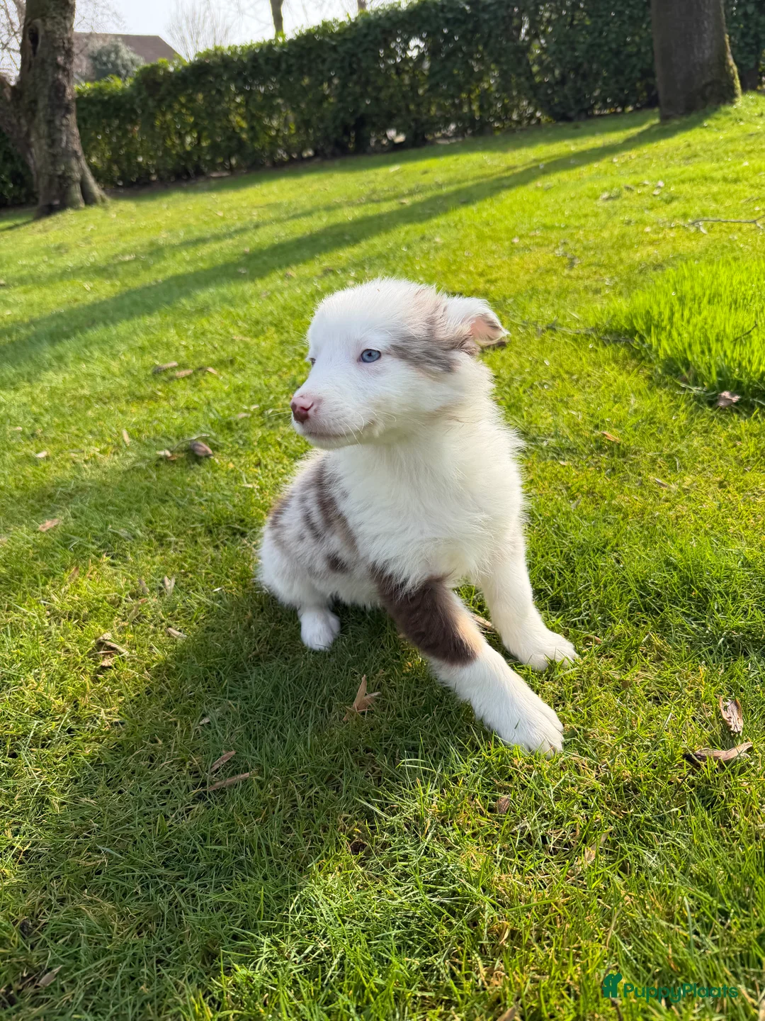 Kruising honden te koop: Australian Shepherd x Border Collie pups - Advertentie 26
