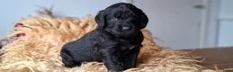 Kruising honden te koop: Labradoodle x Bloedhond / Zwitserse Senner pups - Advertentie 17