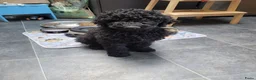 Australian Labradoodle honden te koop: Australian Labradoodle-teefje uit geteste ouders  - Advertentie 3