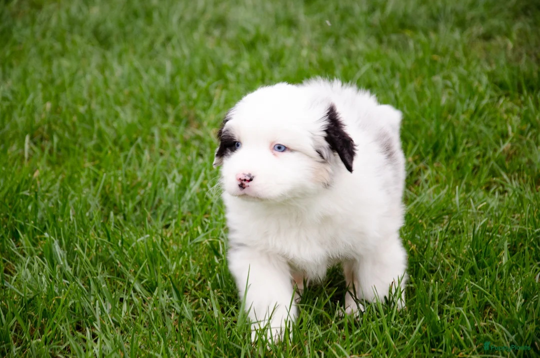 Australian Shepherd honden te koop: Australische herder pups geboren op boerderij (BE) - Advertentie 10