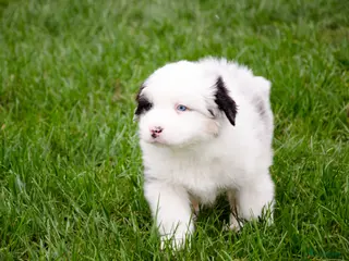 Australian Shepherd honden Australische herder pups geboren op boerderij (BE) - Advertentie 1