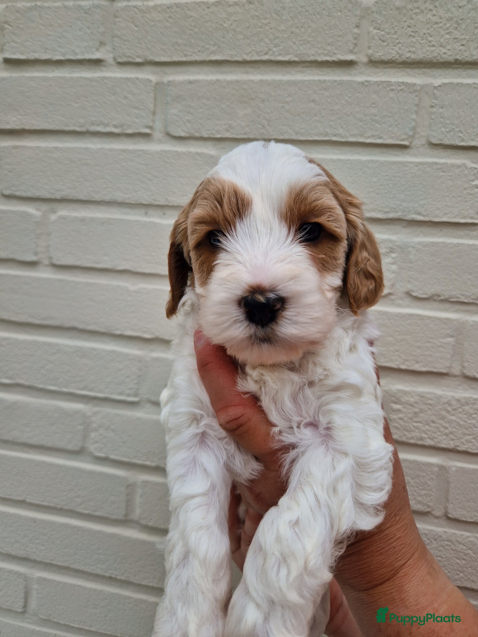 Australian Labradoodle honden mini australian labradoodle pups - Advertentie 7