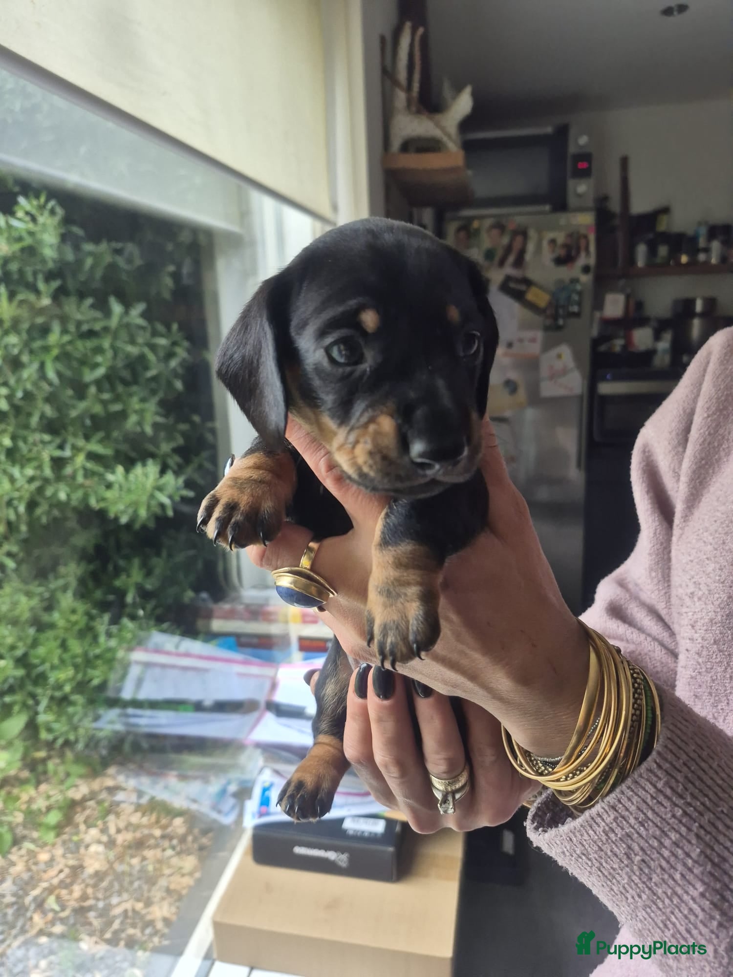 Teckel (korthaar)  honden te koop: ❤️ Prachtige, sociale, lieve dwergteckel pups ❤️ - Advertentie 10