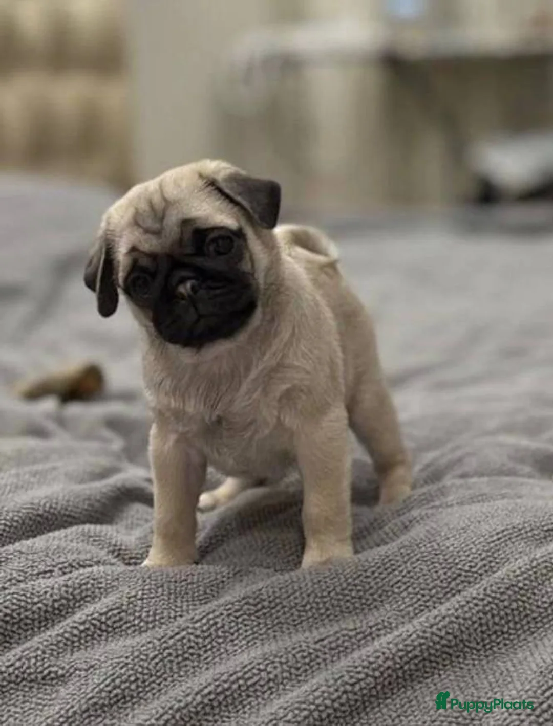 Mopshond honden te koop: Mopshond  puppy’s  in Maastricht - Advertentie 3