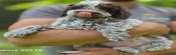 Lagotto Romagnolo honden te koop: Italiaanse waterpuppy's - Advertentie 13