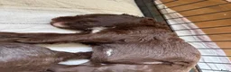 Labradoodle honden te koop: Multigen medium chocolade labradoodle pups - Advertentie 5